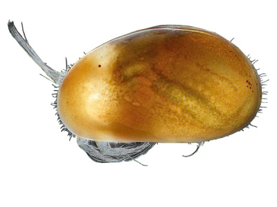małżoraczek