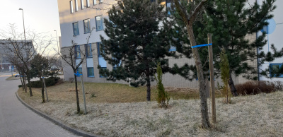 Hawthorns at the WPiA