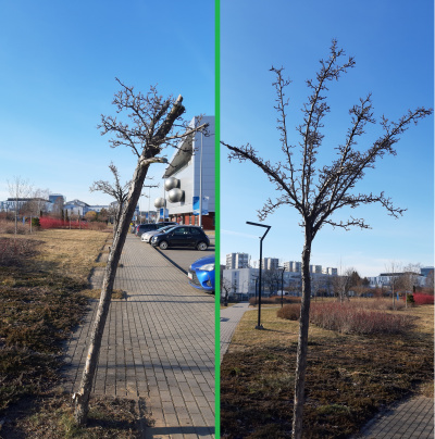 Example of pruned and crowned tree