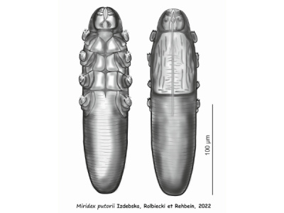 pasożyty