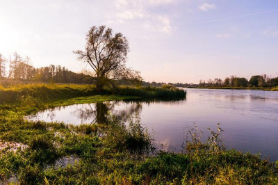 Odra