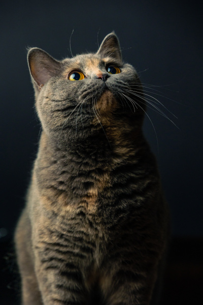 Kot