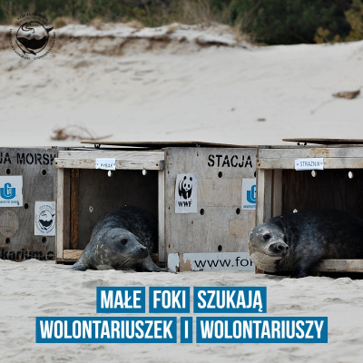 Do 14 lutego trwa także nabór wolontariuszy i wolontariuszek do ośrodka rehabilitacji fok.