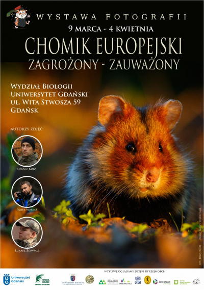 chomik