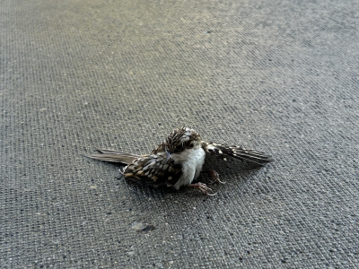 Eurasian treecreeper