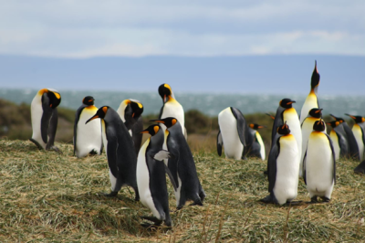 Stado pingwinów w słoneczny dzień u wybrzeży Patagonii; fot. Roksana Malec