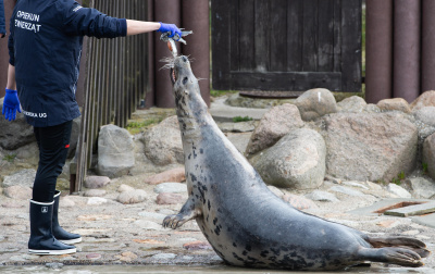 Zdjęcie do oferty 3: Udział w treningu fok w Stacji Morskiej UG