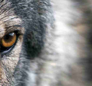 Fot. Dzienniknaukowy