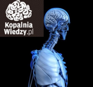 kopalnia wiedzy