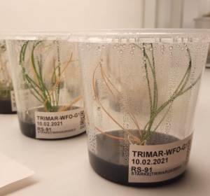 Przechowywane rośliny