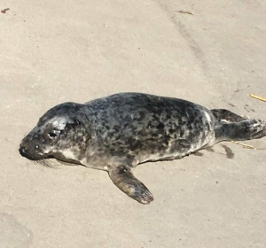 fot. Bartek Stromiński