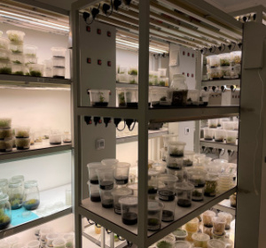 Pomieszczenie do hodowli roślin