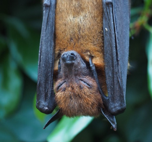 Wyborcza - Wcale nie wisiały do góry nogami 