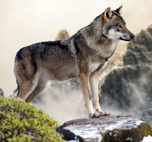 Wilki nie są zagrożeniem dla człowieka, ale może ono powstać w przypadku nieodpowiedzialnego zachowania ludzi - mówi w rozmowie z PAP adiunkt z Katedry Ekologii i Zoologii UG dr Maciej Szewczyk. Jego zdaniem decyzja GDOŚ zezwalająca na odstrzał dwóch wilków na terenie powiatu kościerskiego na Pomorzu została wydana zbyt pochopnie.