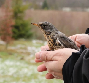 źródło: Ostoja/OTOP/Pomorska Policja /materiały prasowe