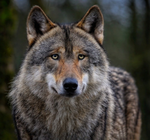 Image by Angela from Pixabay