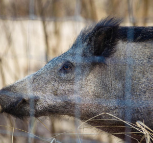 Fot. Michał Ryniak / Agencja Wyborcza.pl