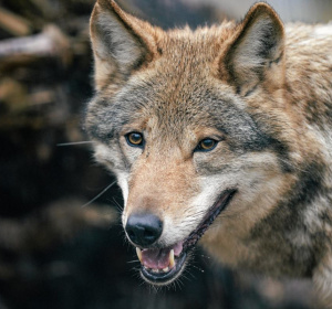 Fot. Łukasz Cynalewski / Agencja Wyborcza.pl