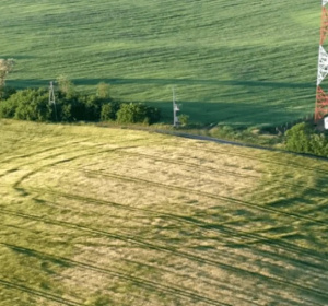 fot. prof. L. Czerniak