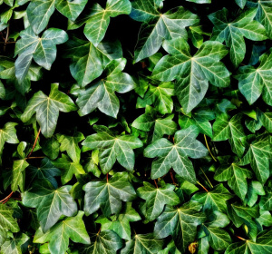 Mabel Amber, who will one day from Pixabay