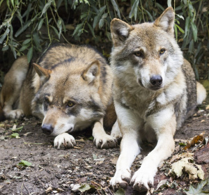 Image by Rain Carnation from Pixabay