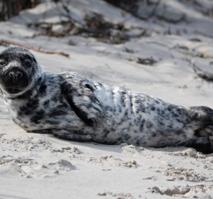 Jarosław Jankowski / Stacja Morska