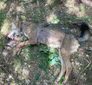 Przemysław Dębek, Wdecki Park Krajobrazowy