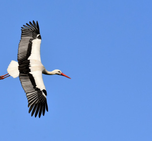 Image by Alexa from Pixabay