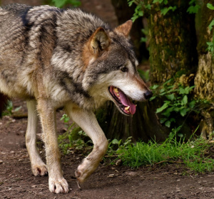 Image by Alexa from Pixabay