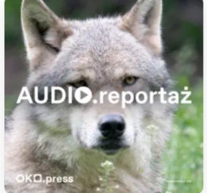 oko.press