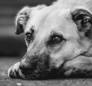 Image by Alexa from Pixabay