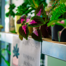 Photo by Alan Stocki