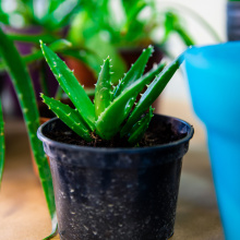 Photo by Alan Stocki