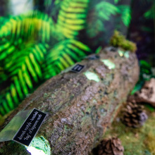 Photo by Alan Stocki