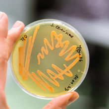 fot. Mateusz Rudnicki\MWB UG i GUMed