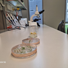 fot. dr Dorota Pomorska