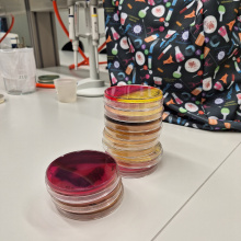 fot. dr Dorota Pomorska