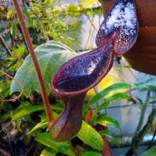 Nepenthes lowii (Gunung Trusmadi, Borneo)