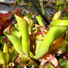 Heliamphora folliculata x neblinae
