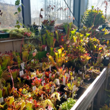 Kolekcja roślin z rodzaju Heliamphora
