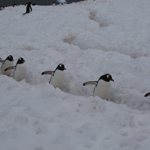A voyage to Antarctica
