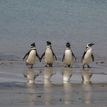 A voyage to Antarctica