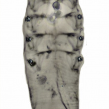Demodex pusillus