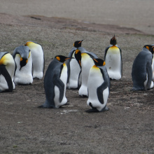 A voyage to Antarctica