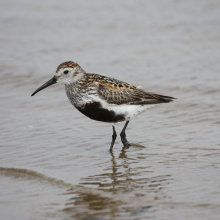 Photos by: Prof. Dr. Włodzimierz Meissner