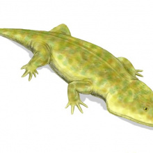 Metoposaurus