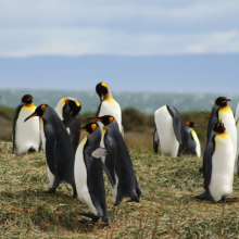 Stado pingwinów w słoneczny dzień u wybrzeży Patagonii; fot. Roksana Malec