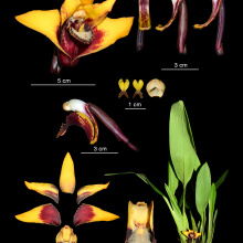 Orchidea