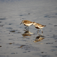 Ptak z widoczną plastikowa obrączką