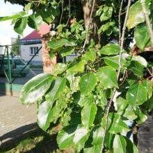 Czeremcha Amerykańska